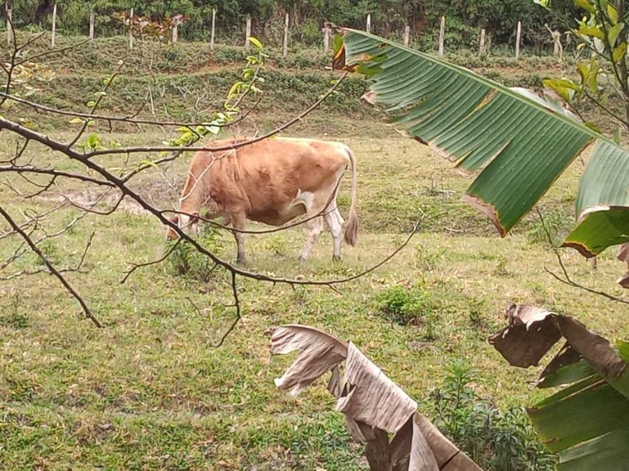 Fazenda à venda com 1 quarto, 120m² - Foto 19