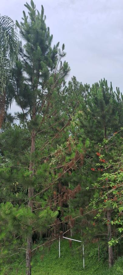 Chácara, 1 quarto, 3100 m² - Foto 17