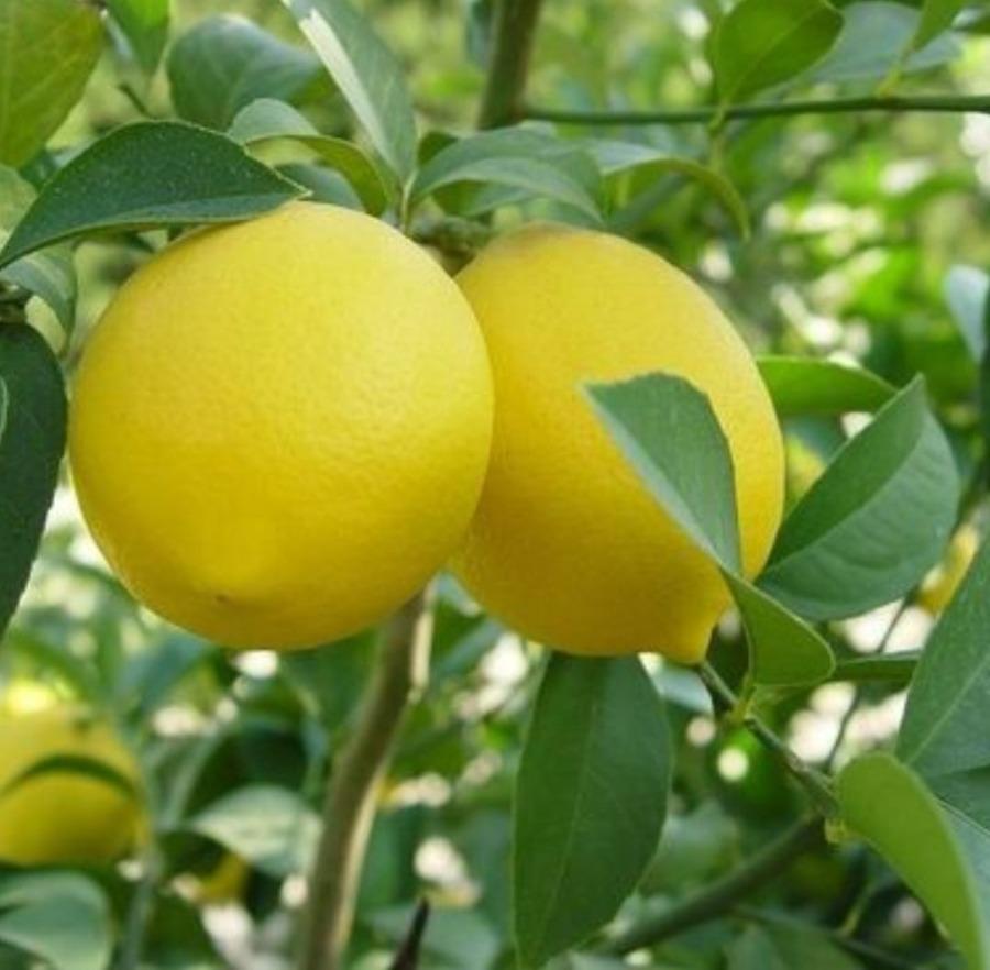 Chácara, 1 quarto, 3100 m² - Foto 16