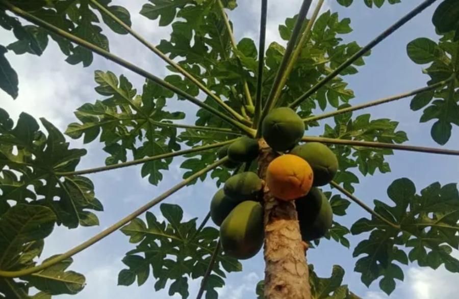 Chácara, 1 quarto, 3100 m² - Foto 14