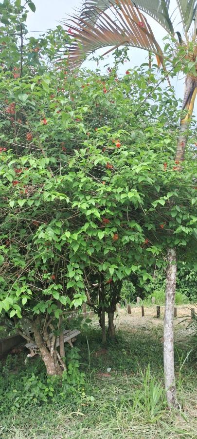 Chácara, 1 quarto, 3100 m² - Foto 15