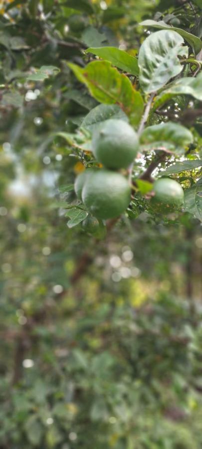 Chácara, 1 quarto, 3100 m² - Foto 19