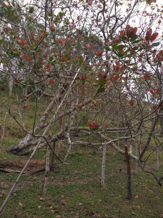 Fazenda à venda com 1 quarto, 120m² - Foto 10