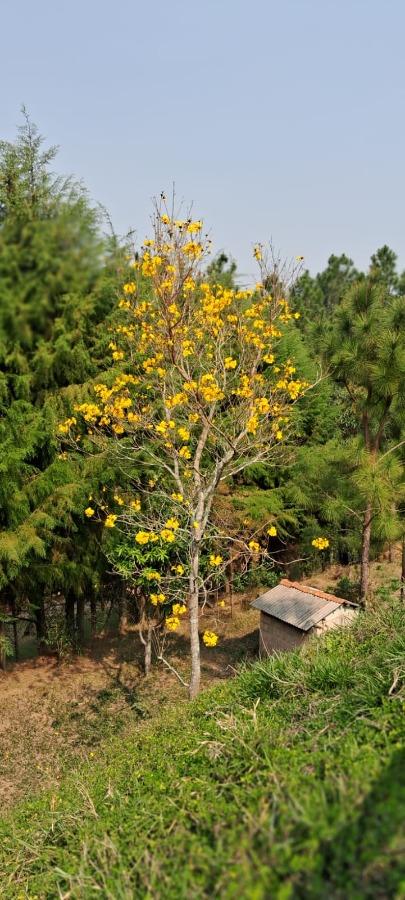 Chácara, 1 quarto, 3100 m² - Foto 4