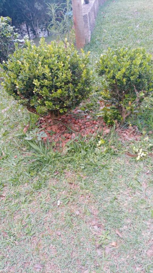 Chácara, 1 quarto, 3100 m² - Foto 6