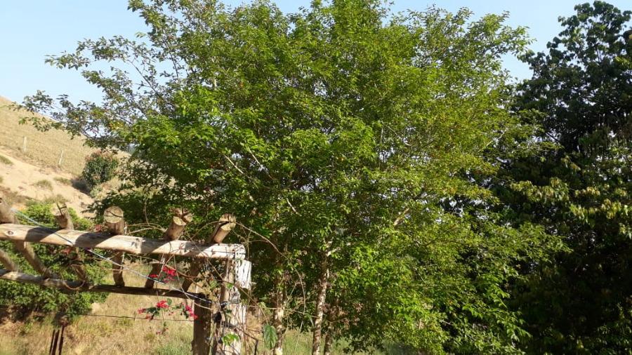 Sítio, 1 quarto, 2 hectares - Foto 15