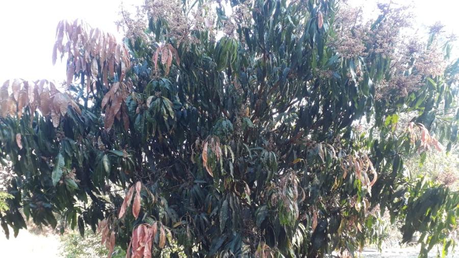 Sítio, 1 quarto, 2 hectares - Foto 14