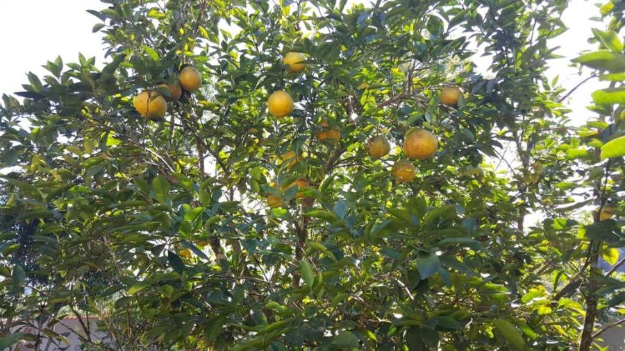 Terreno, 3172 m² - Foto 13